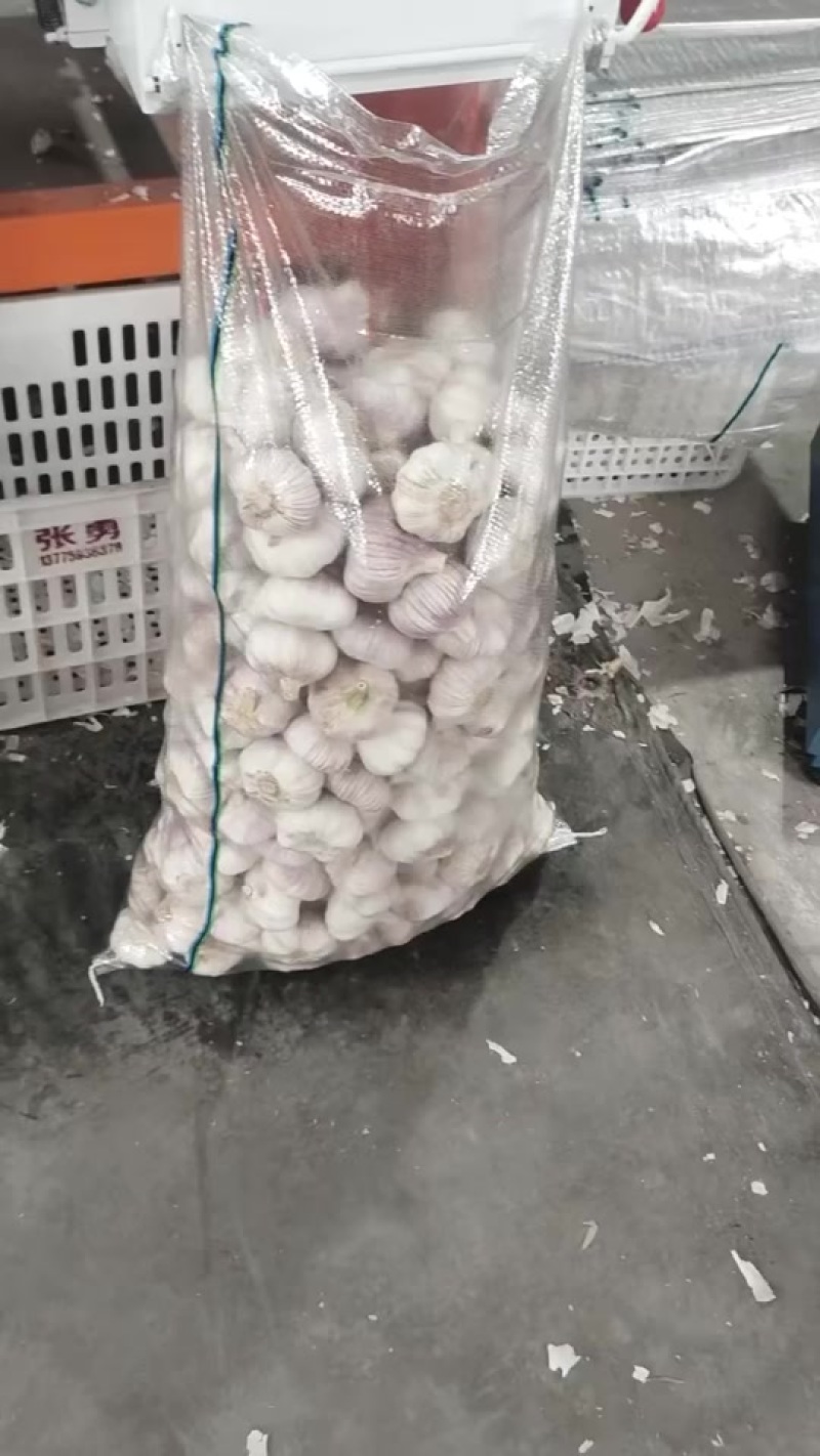 邳州精品大蒜大量出售，规格全，6.56-5.55都有