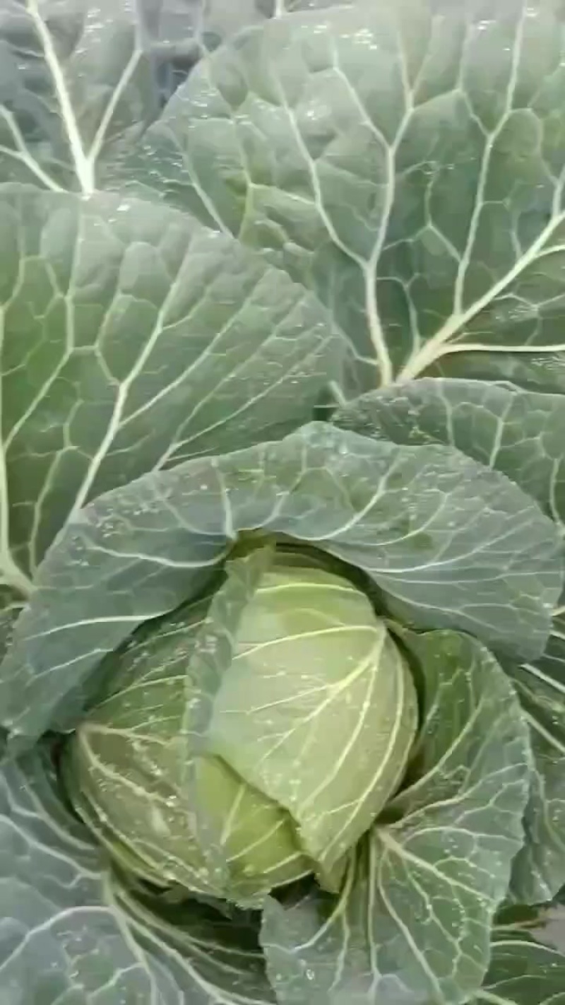 汉源甘蓝供应商
