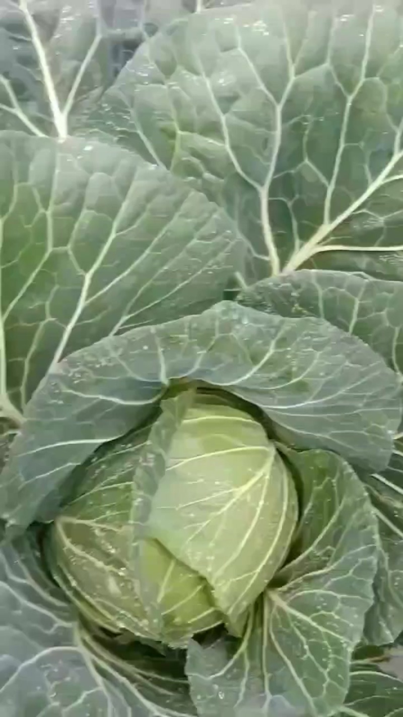 汉源甘蓝供应商