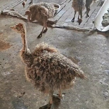 鸵鸟苗