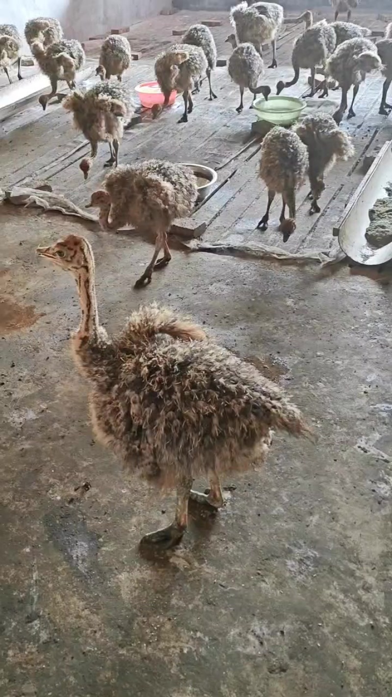 鸵鸟苗