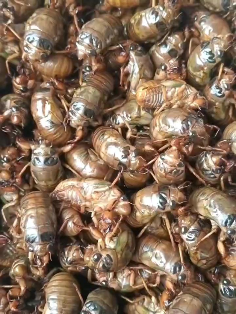 金蝉