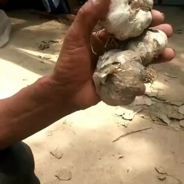 河南鹿邑种植大蒜