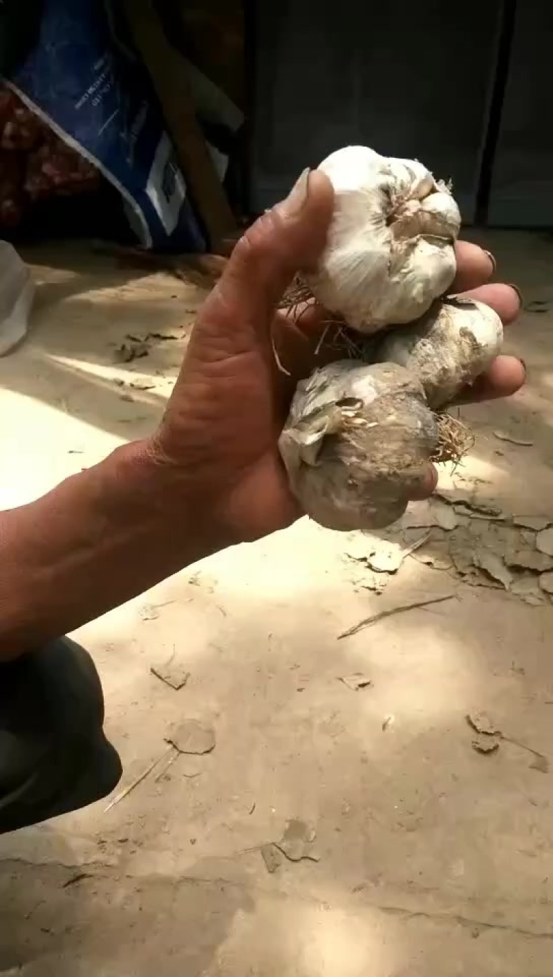 河南鹿邑种植大蒜