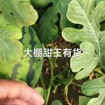 甜王西瓜