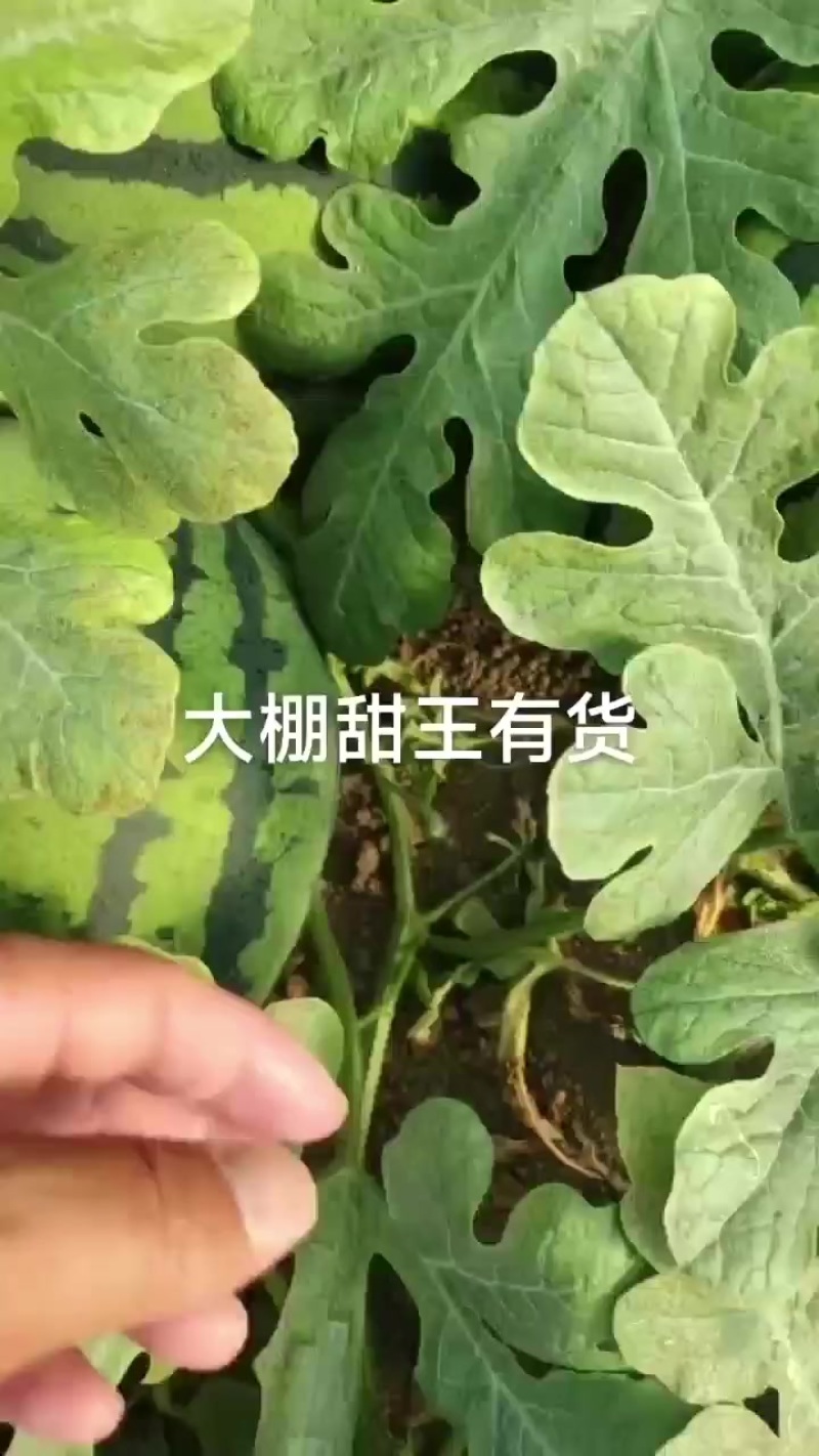 甜王西瓜