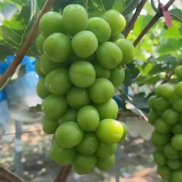 大量上市欢迎老板