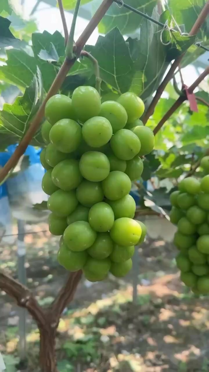 大量上市欢迎老板