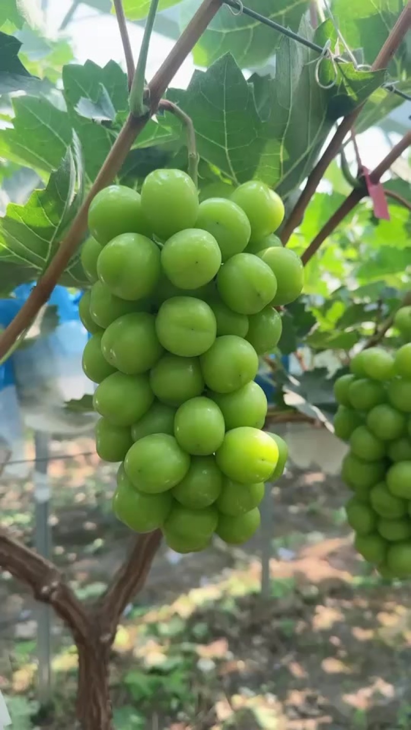 大量上市欢迎老板