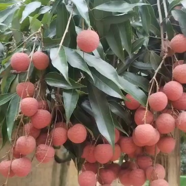 郁南宝珠黑叶荔枝
