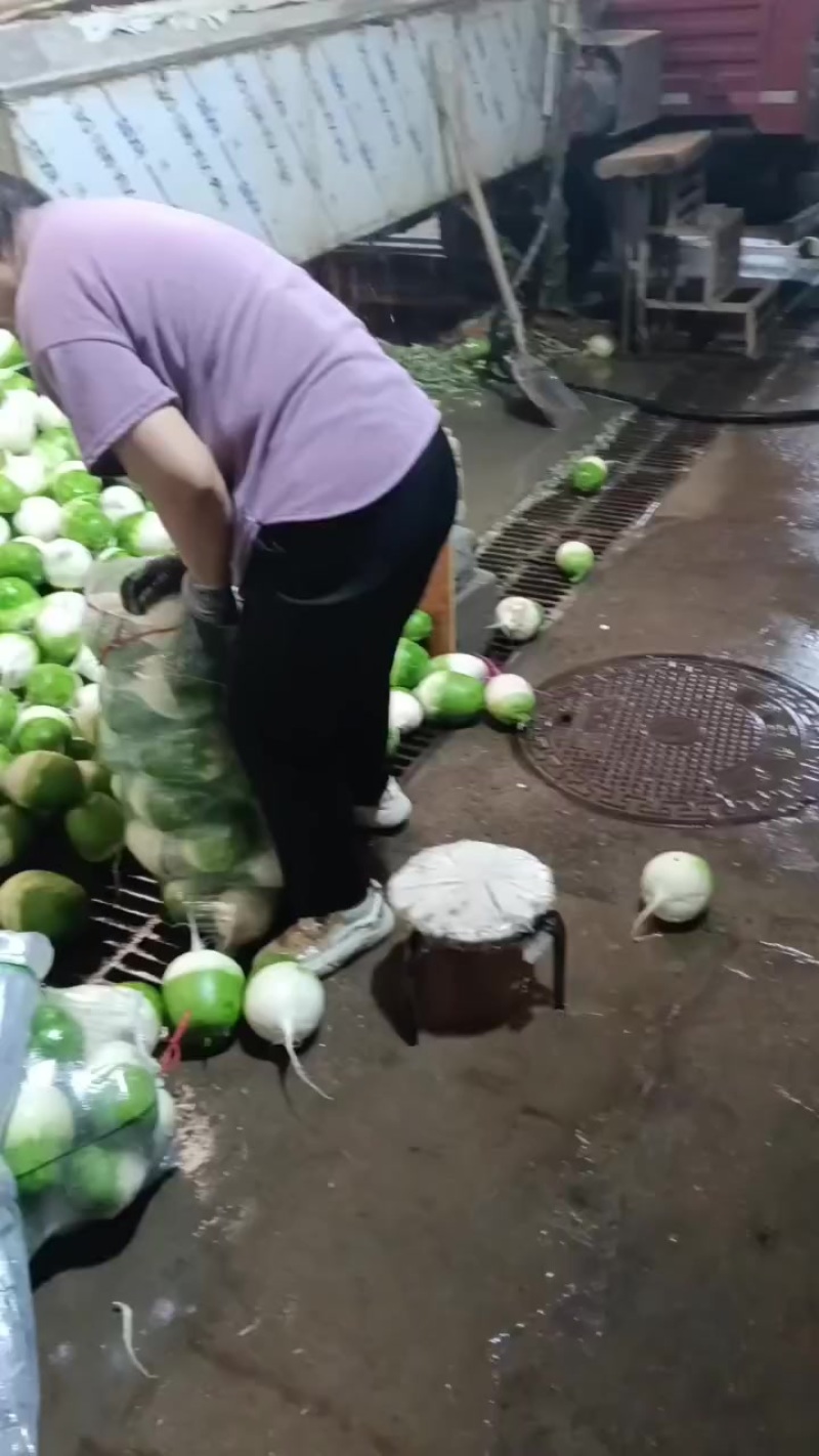 精品宝玉萝卜