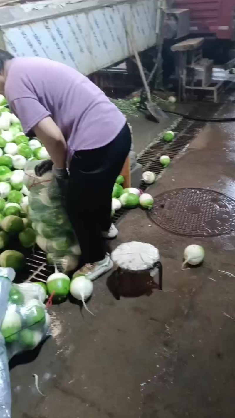 精品宝玉萝卜