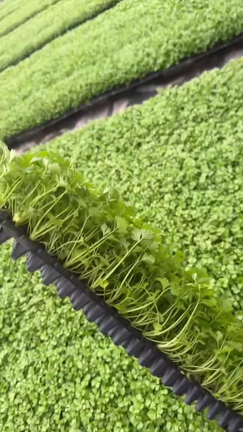法国皇后西芹苗子