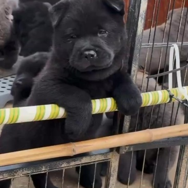 中华田园犬五黑