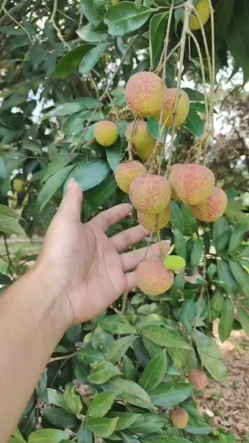 兰竹荔枝