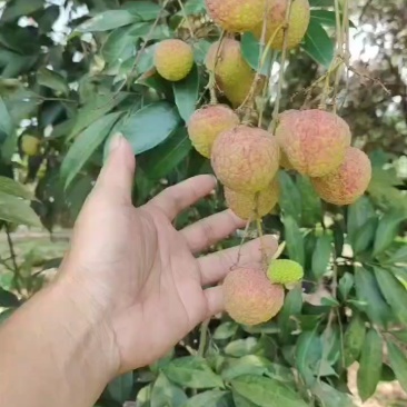 兰竹荔枝