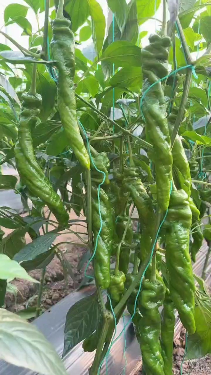 螺丝椒苗