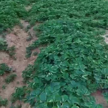 草莓脱毒裸根苗