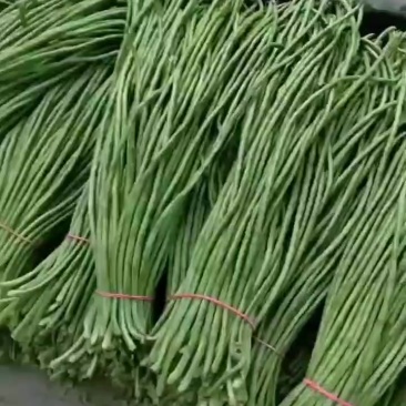 豆角【豇豆】陕西豆角支持视频看货，可发往全国市场！