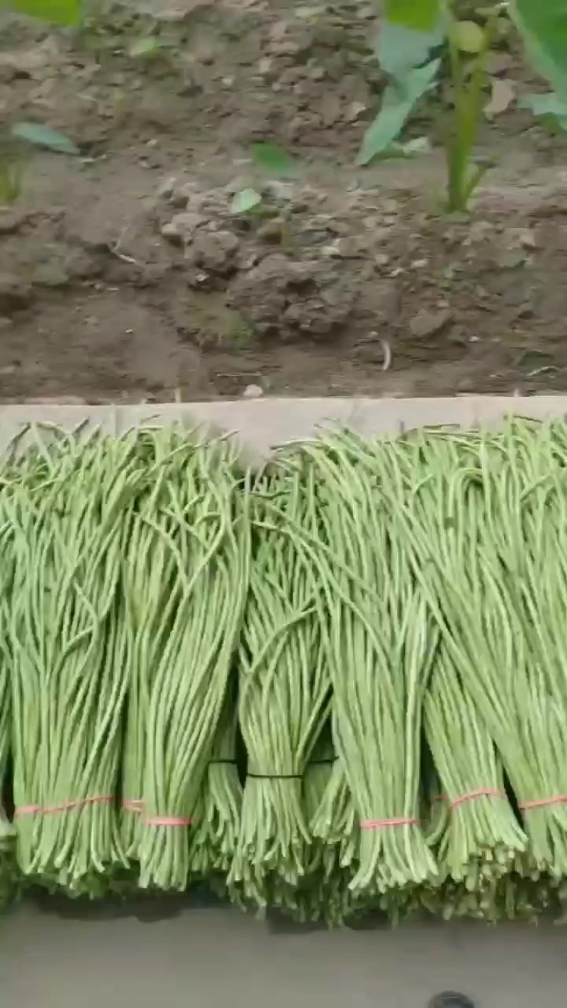豆角【豇豆】陕西豆角支持视频看货，可发往全国市场！