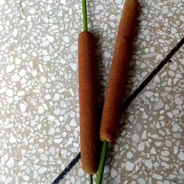 湖南常德临澧县水蜡烛