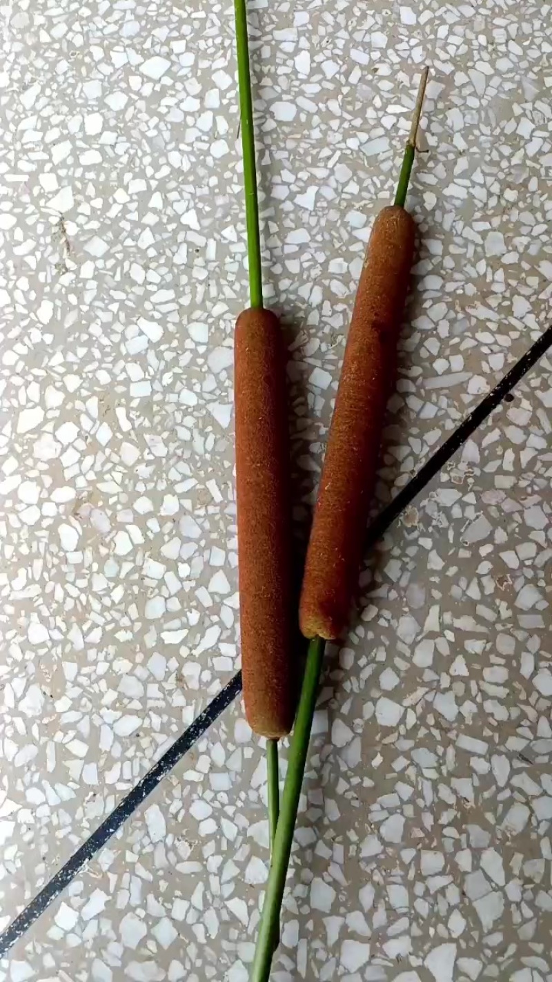湖南常德临澧县水蜡烛