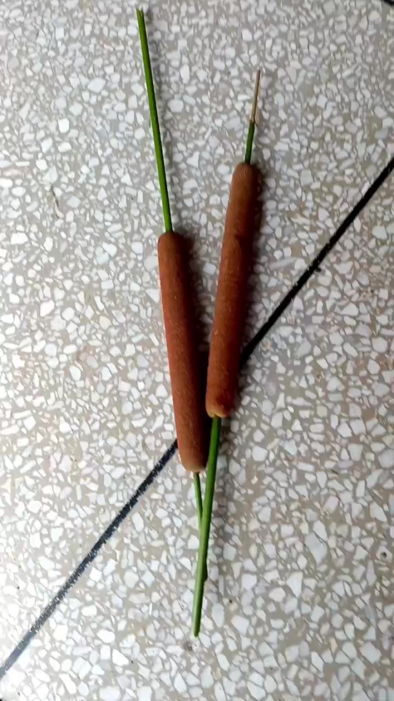 湖南常德临澧县水蜡烛