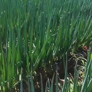 长白大葱