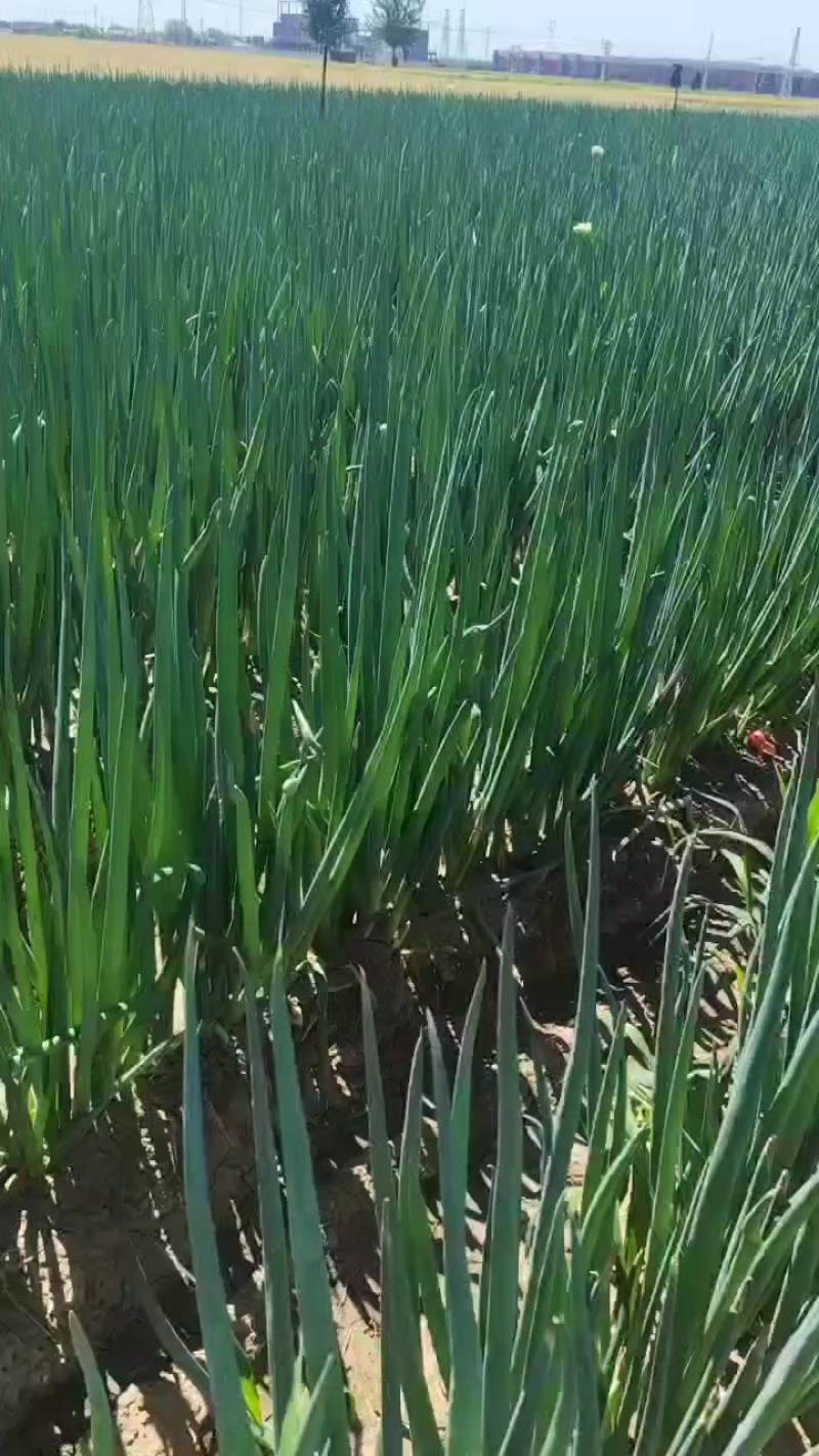 长白大葱