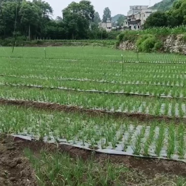 小香葱