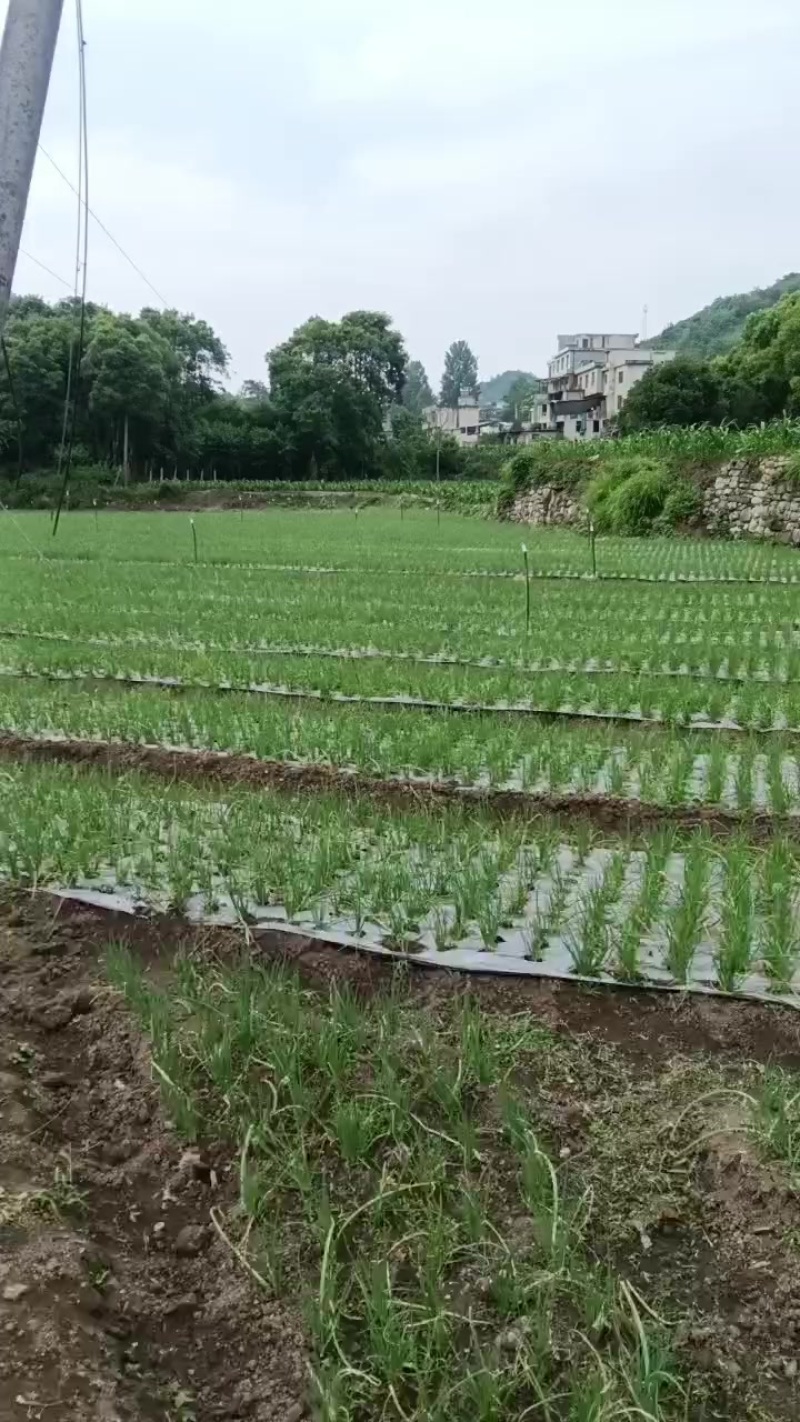 小香葱