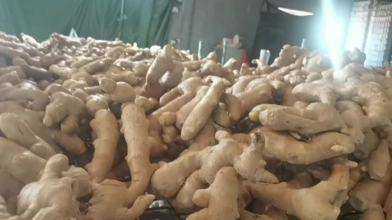 精品山东安丘大姜
