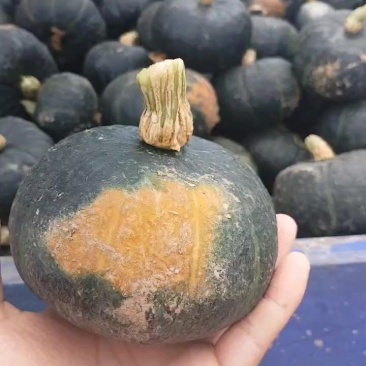 贝贝南瓜