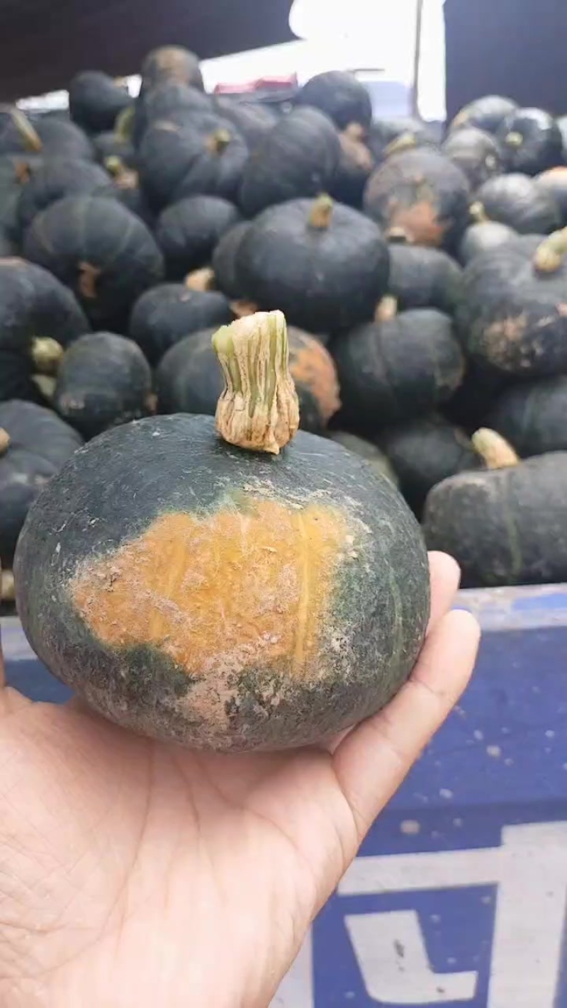 贝贝南瓜