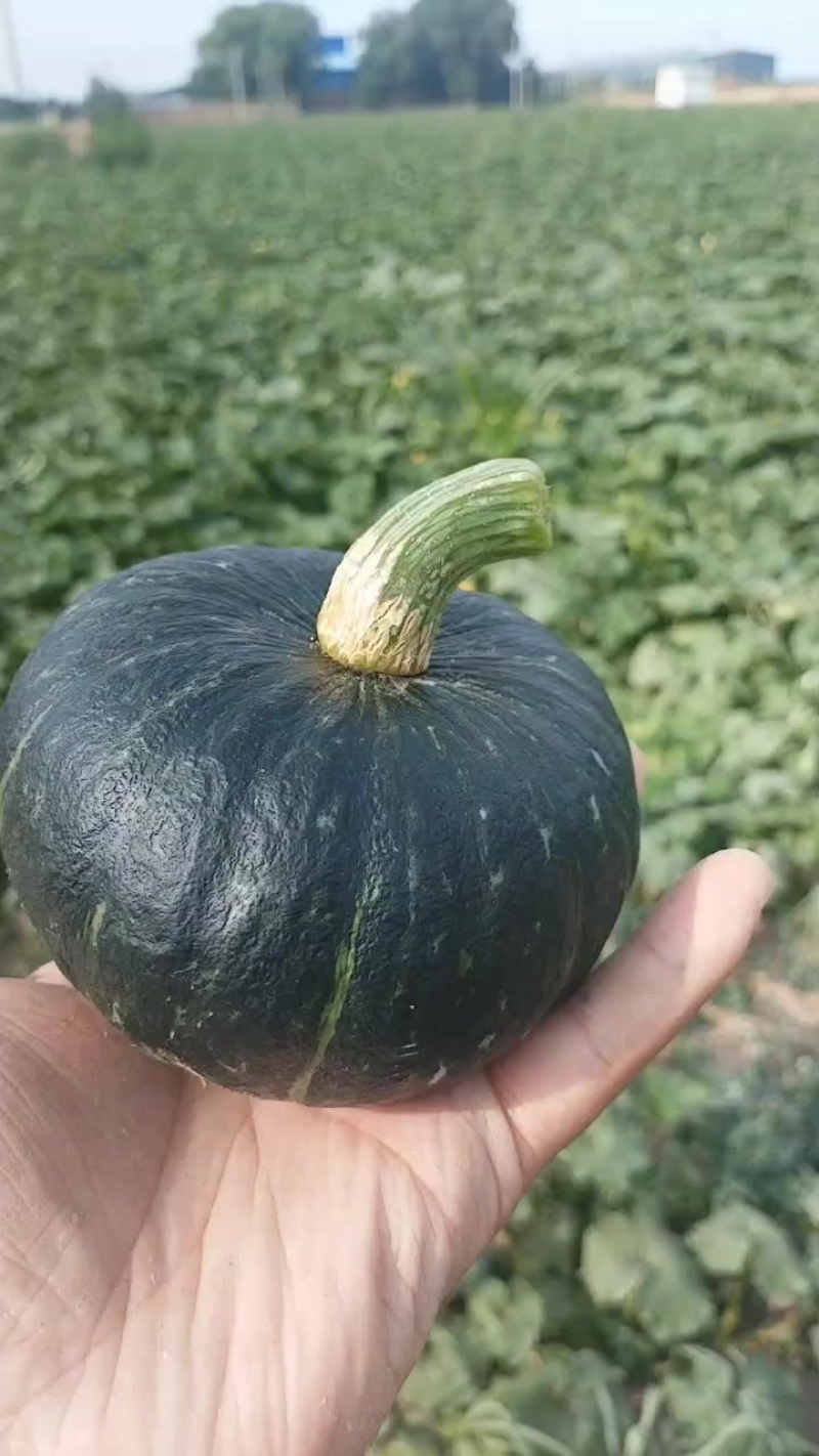 贝贝南瓜