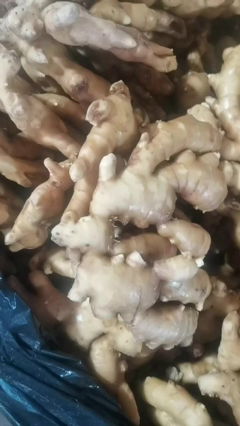 山东大姜