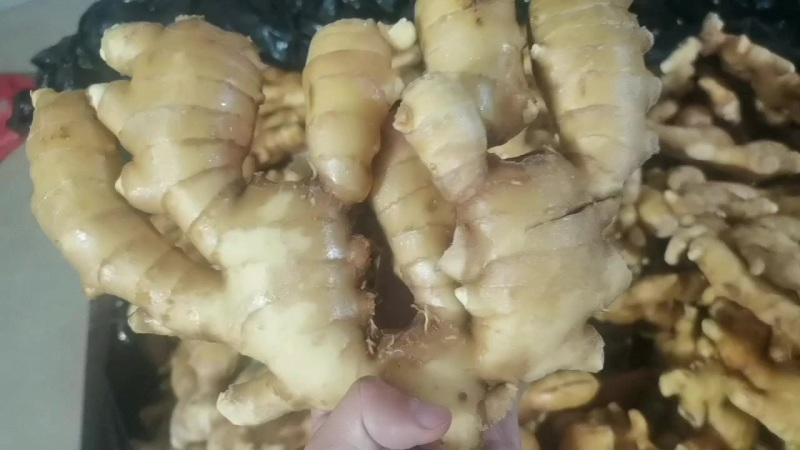 昌邑大姜