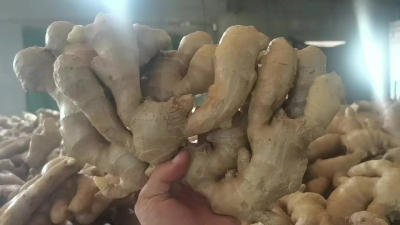 山东大姜