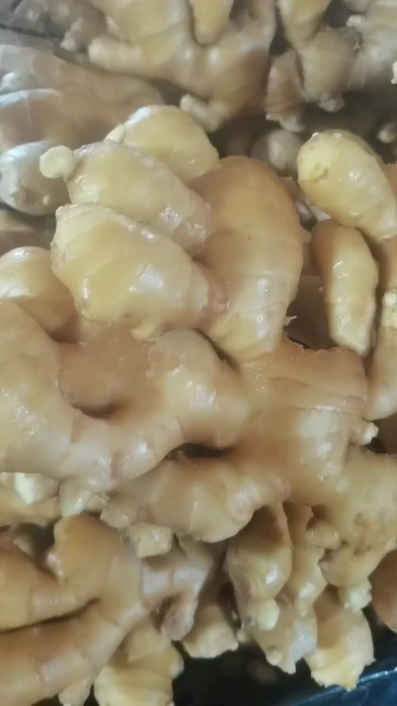 山东大姜