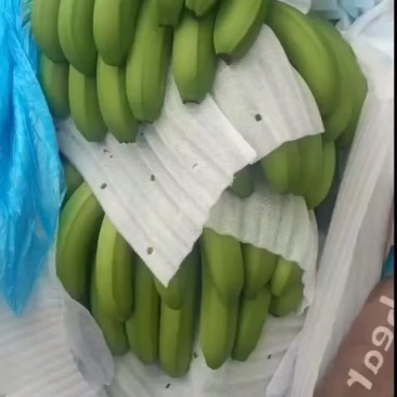 正宗云南香蕉