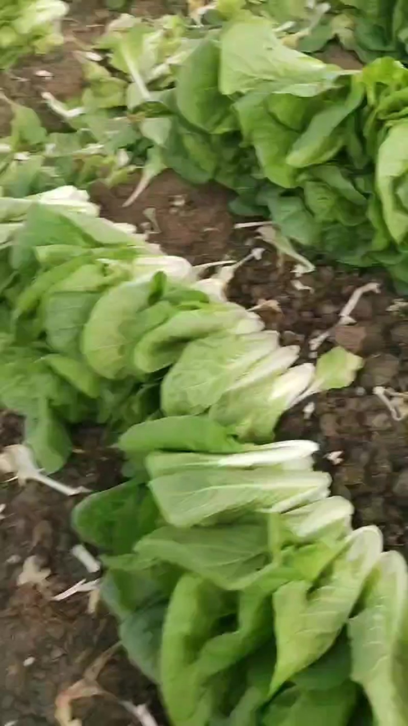 精品小白菜