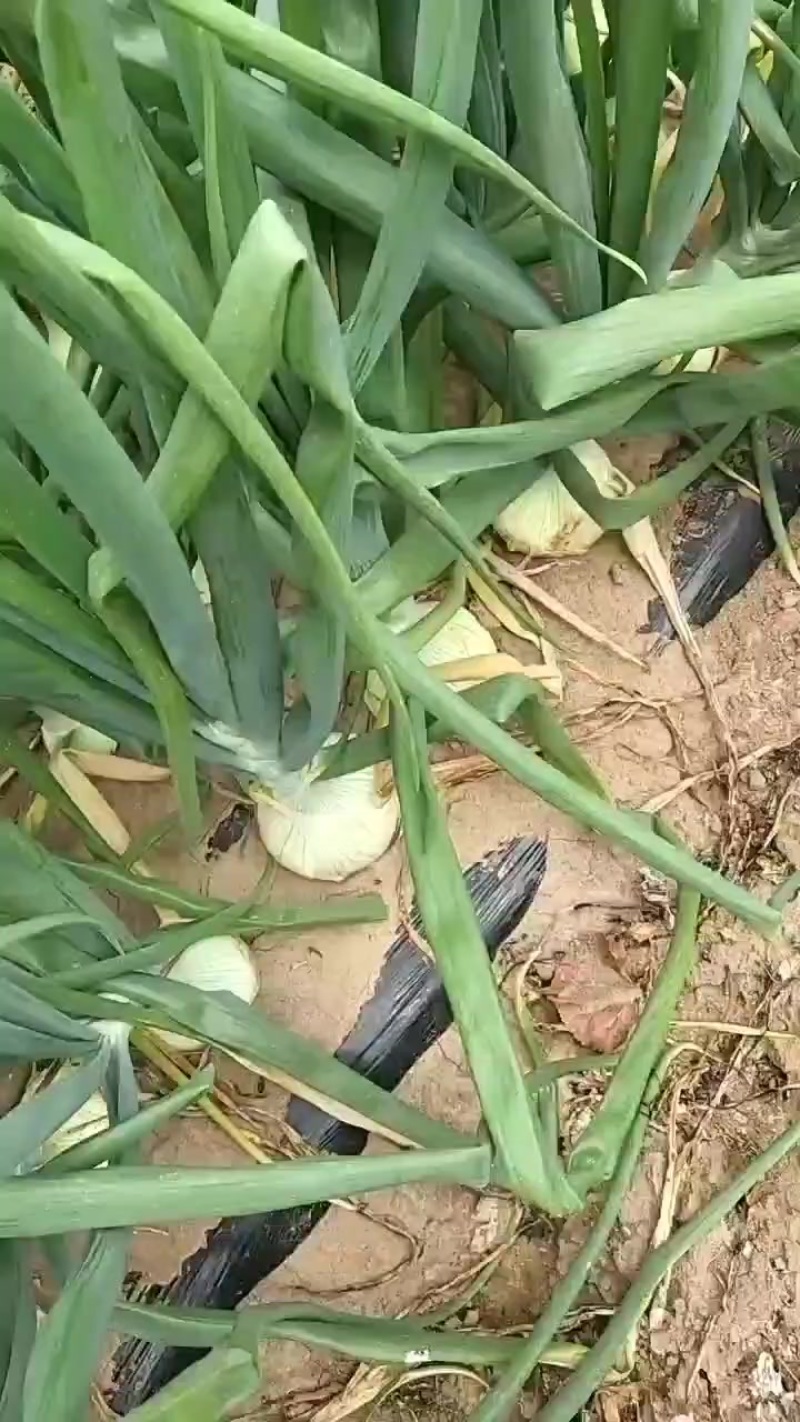凌海147洋葱大量成熟上市