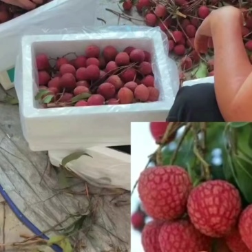 乌石黑叶荔枝