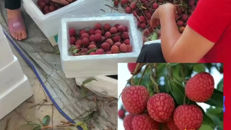 乌石黑叶荔枝