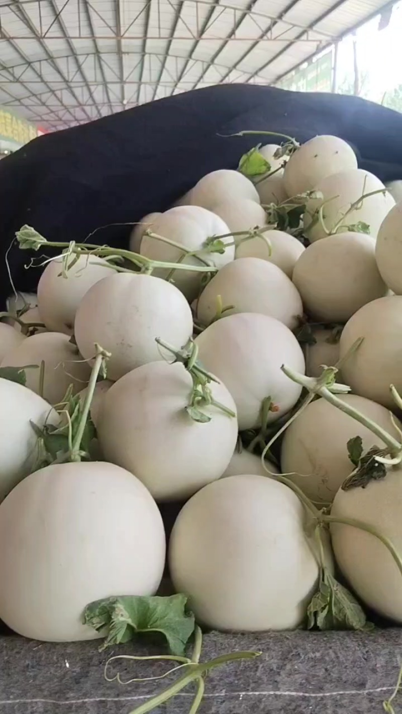甜瓜