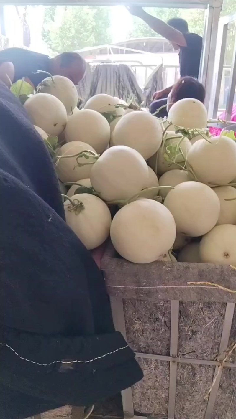 甜瓜
