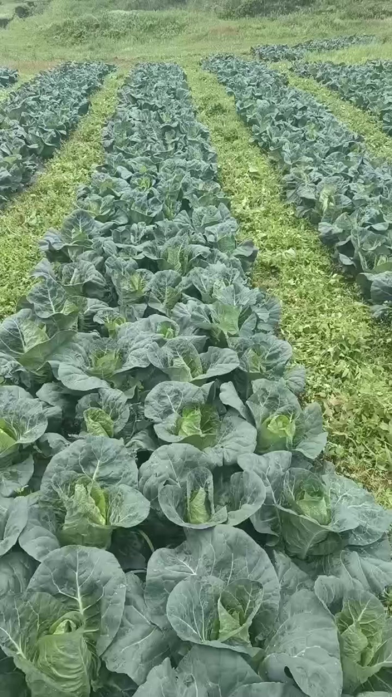 牛心甘蓝