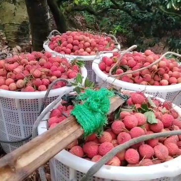 广东东莞桂味糯米糍荔枝