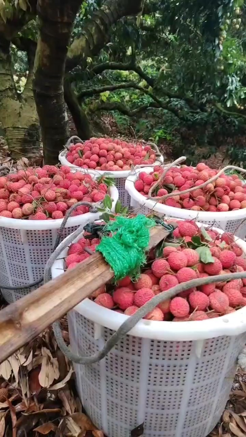 广东东莞桂味糯米糍荔枝