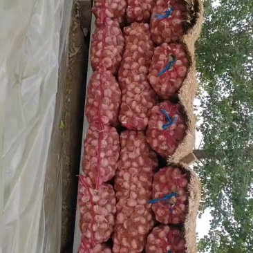 大蒜，各种型号